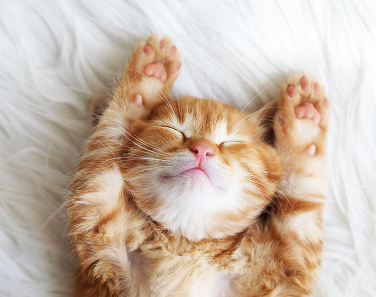 2月22日は猫の日なのを知っていますか 猫ちゃんのお風呂事情を調査 バスリエ株式会社 Corporate Website