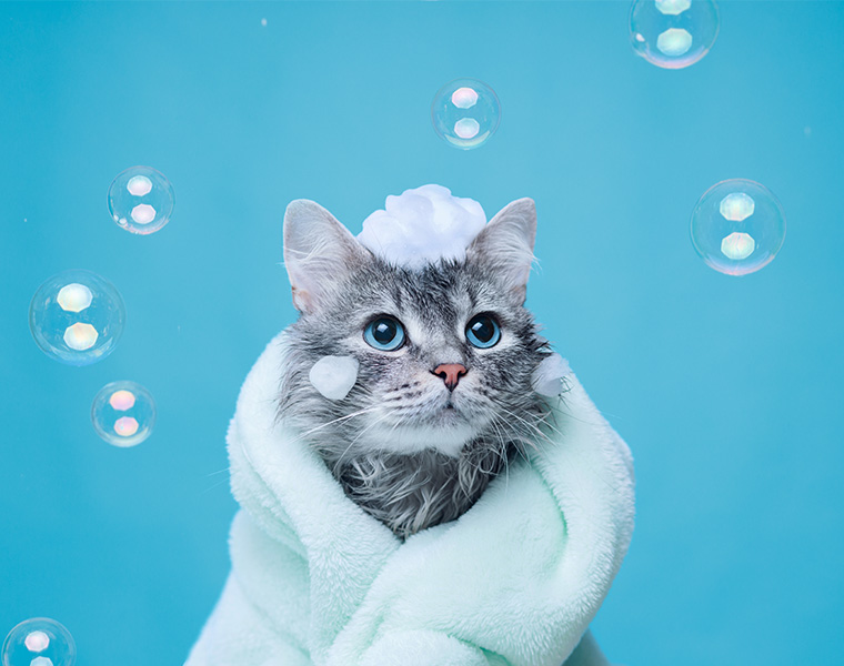 猫ちゃんの7割以上はお風呂が嫌い！みんなどうやって入れている？
