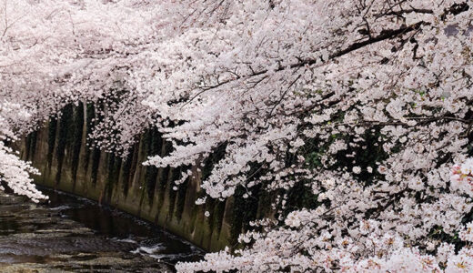 桜は見るだけではもったいない！薬湯に関する意識調査